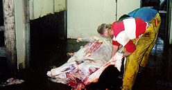 Skinning a steer