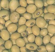 Soybeans