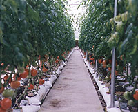 Hydroponic tomotoes growing in a greenhouse