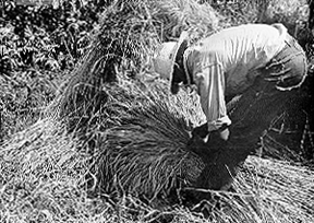 Man Tying Wheat